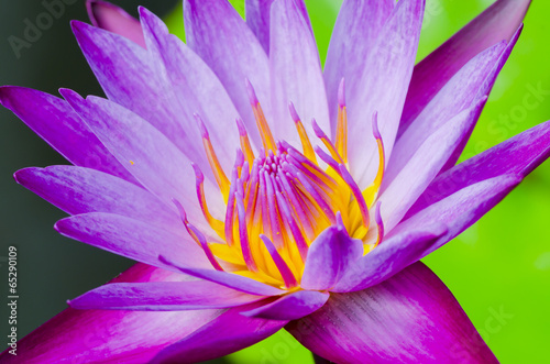 Photo of fresh lotus Beauty in nature