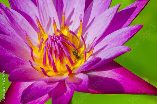 Photo of fresh lotus Beauty in nature