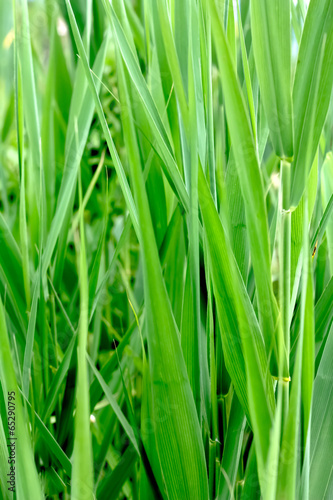 Young Grass