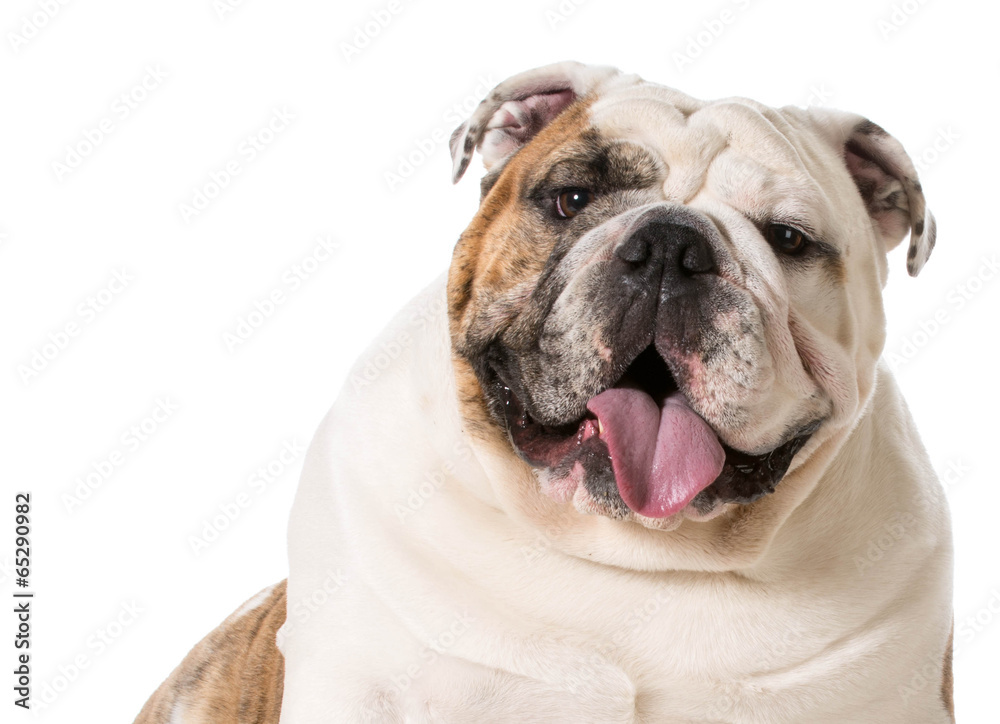 english bulldog