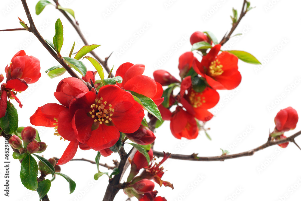Fototapeta premium Blooming Chaenomeles x superba Texas Scarlet