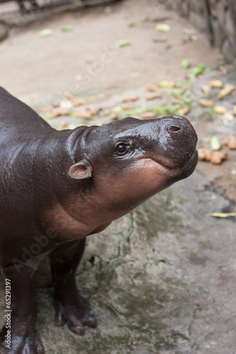 Baby hippopotamus smiling, Hippopotamus amphibius