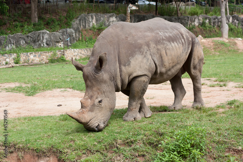 Rhino eating grass in the zoo