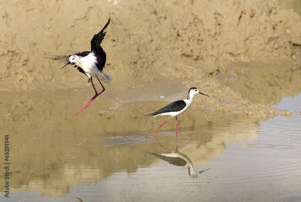 Obraz premium Black Winged Stilts