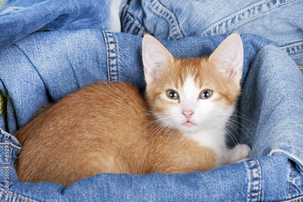Niedliches Kätzchen sitzt in Jeans Niedliches Kätzchen sitzt in Jeans
