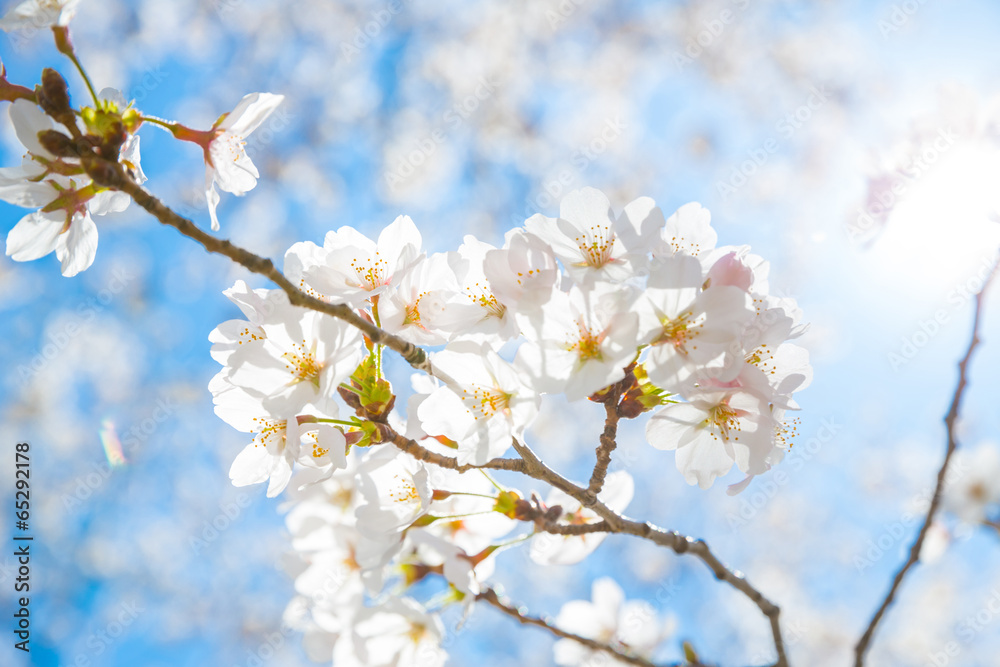 Sakura cherry Blossoms