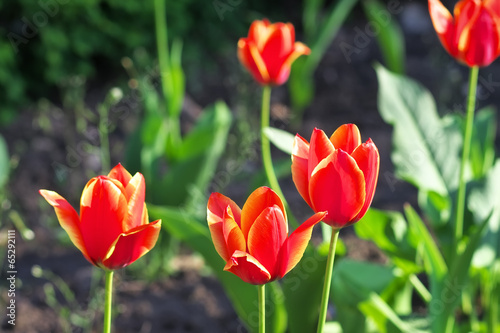 Spring flowerbed with red tulip flowers.
