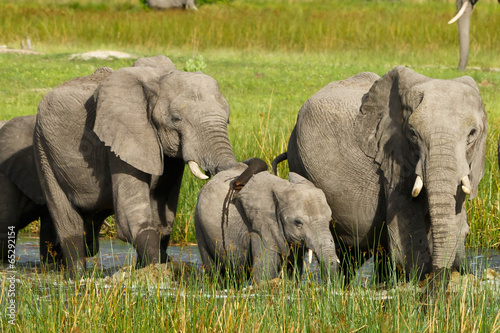 Grasende Elefanten im Wasser