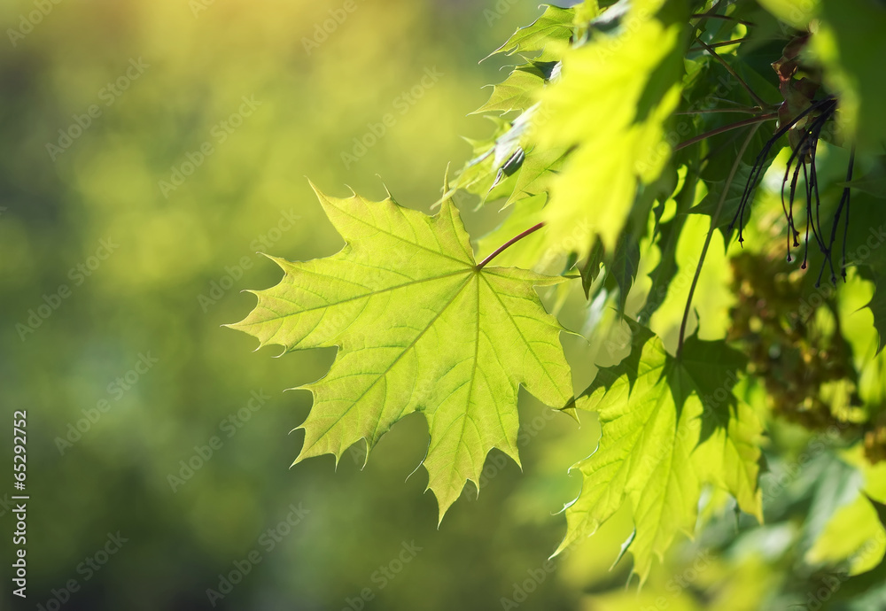 Spring leaf. Composition of nature. Maple leaves Spring leaf. Composition of nature. Maple leaves
