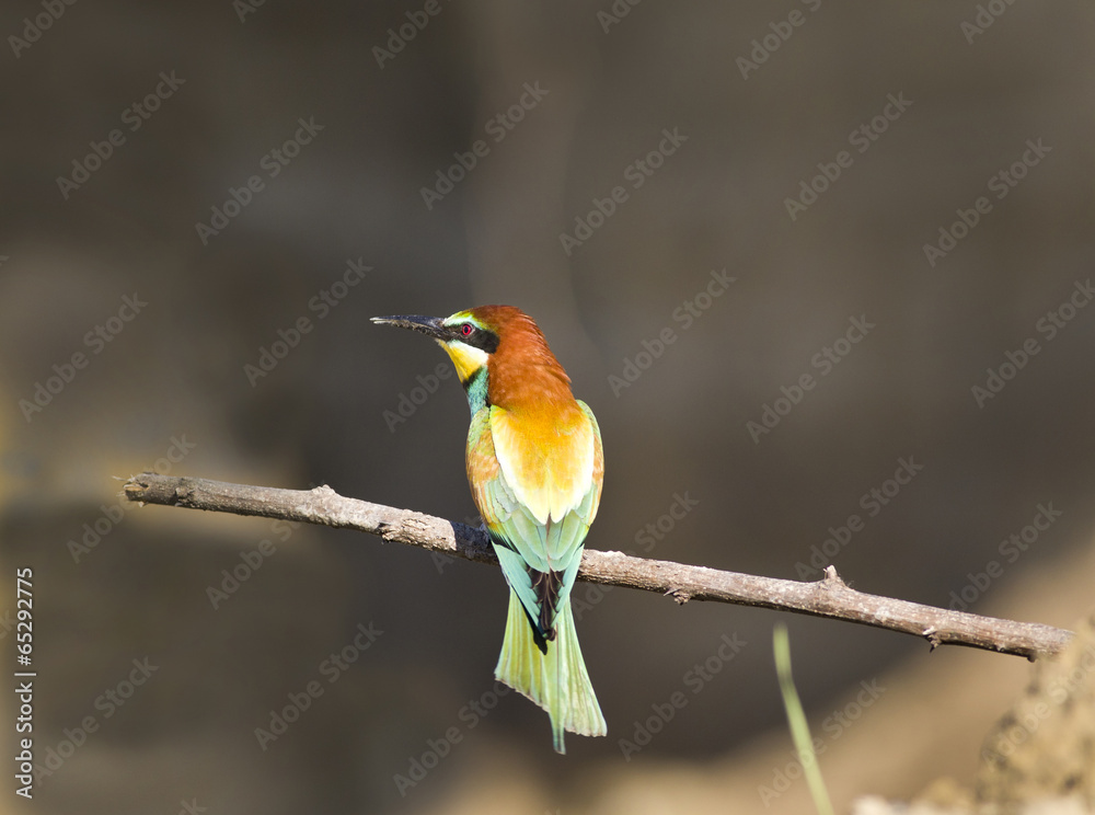 Obraz premium Bee-eater