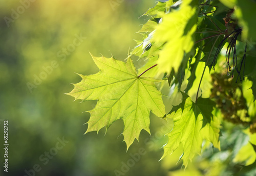 Spring leaf. Composition of nature. Maple leaves