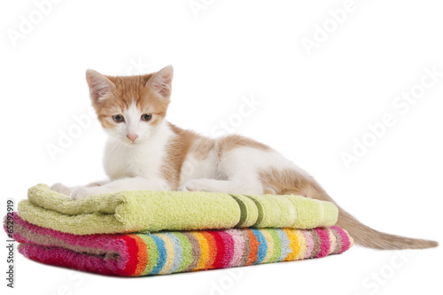 Kätzchen auf bunten Handtüchern