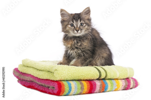 Kätzchen auf bunten Handtüchern