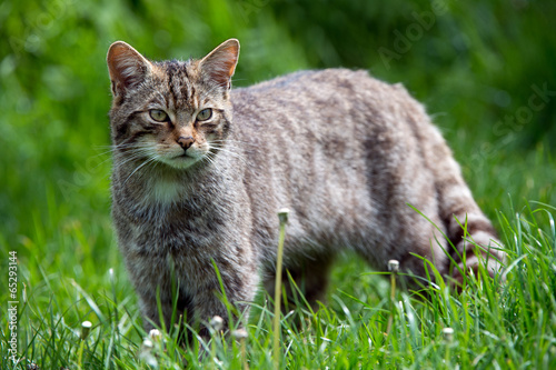 Photography Scottish Wildcat