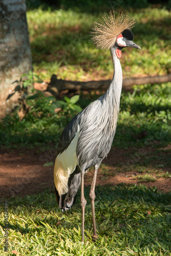 Iguazu Bird Sanctuary photo