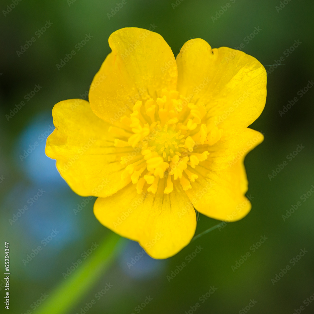 Marsh Marigold Marsh Marigold