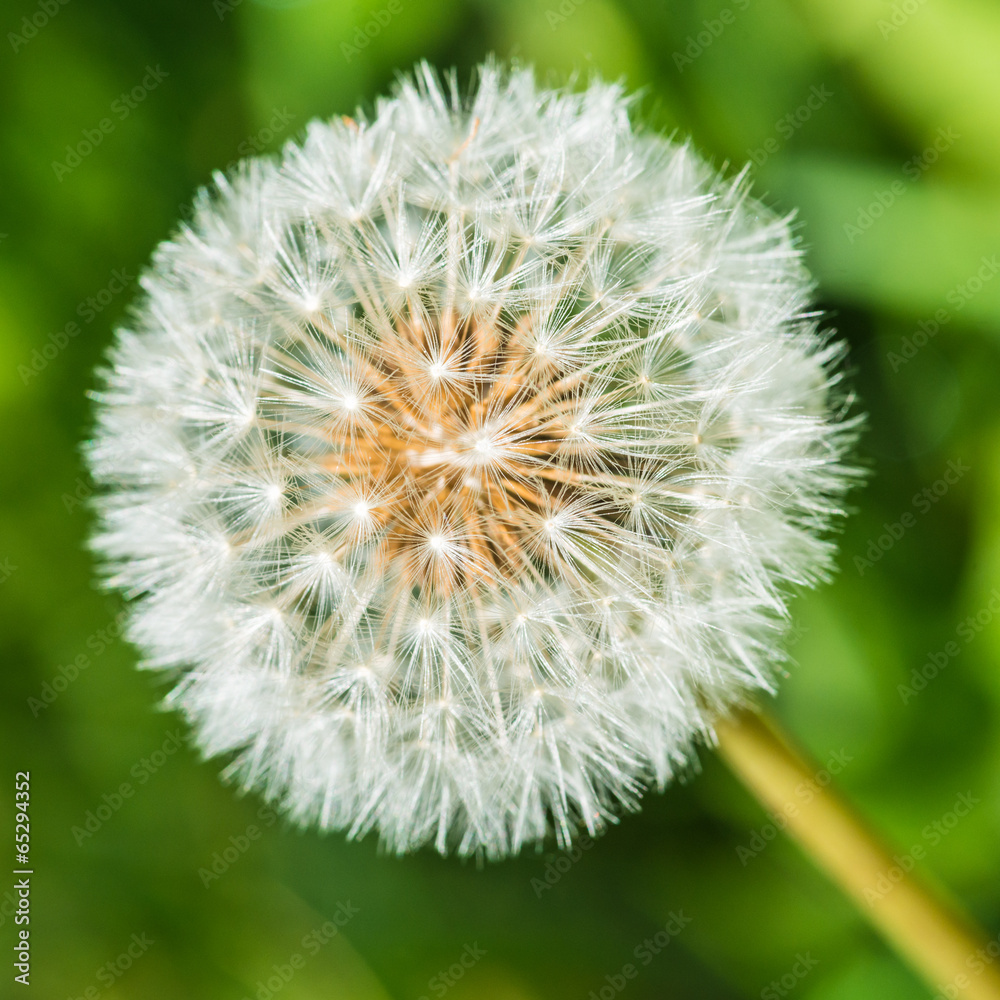 Fototapeta premium Time To Blow