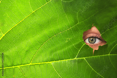 Nature photo