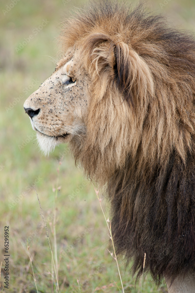 lion lion