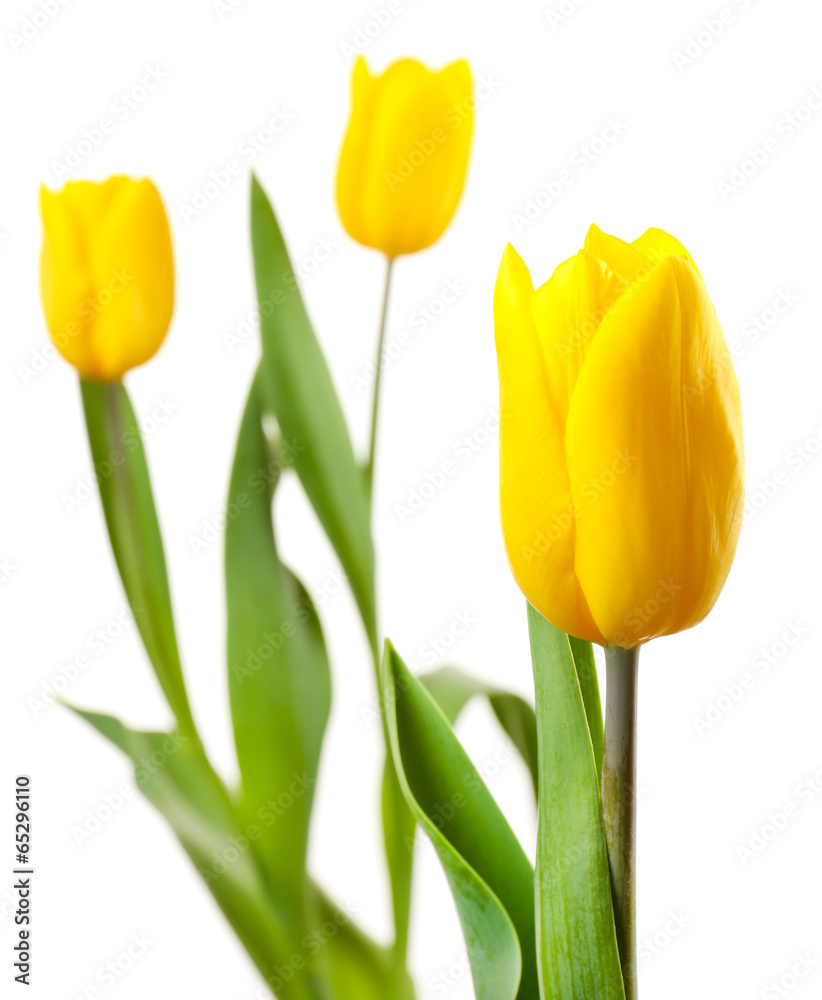 Beautiful tulips isolated on white Beautiful tulips isolated on white