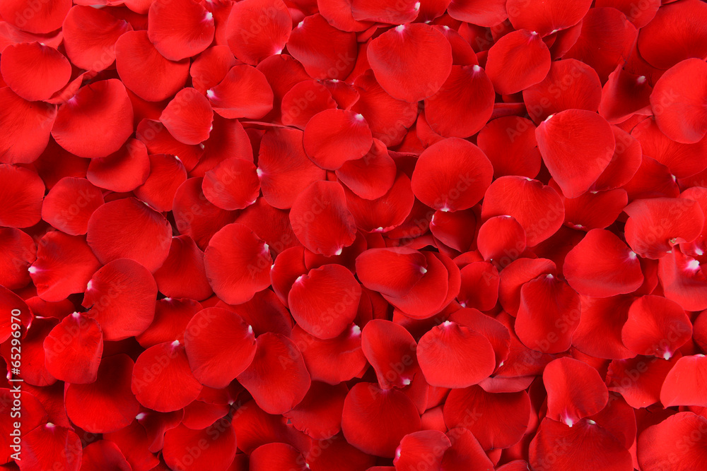 Beautiful petals of red roses close-up Beautiful petals of red roses close-up
