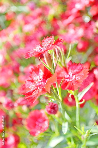 Dianthus chinensis (China Pink) photo