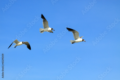 Three seagulls flying against a blue sky