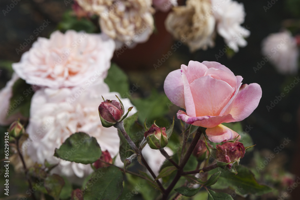 roses in the garden