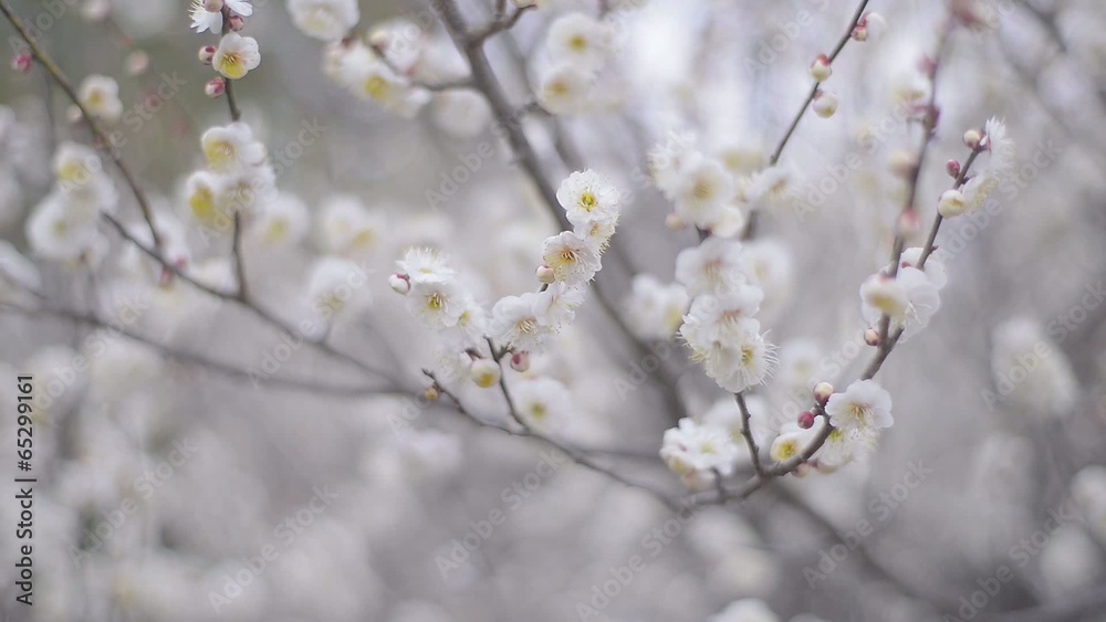 White Plum Flowers,in Showa Kinen Park,Tokyo,Japan White Plum Flowers,in Showa Kinen Park,Tokyo,Japan