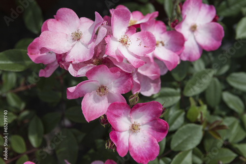 roses in the garden