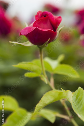 roses in the garden