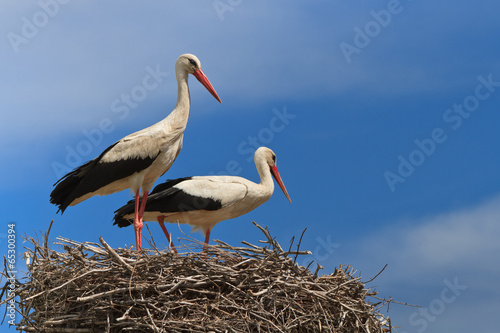 white storks