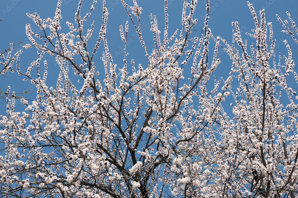The blossoming apricot tree as background.