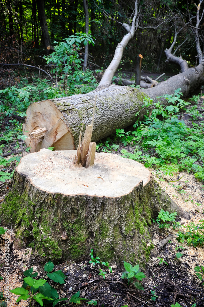 Obraz premium Tree stump