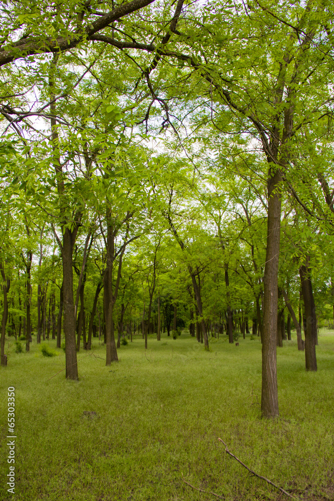 forest in summer