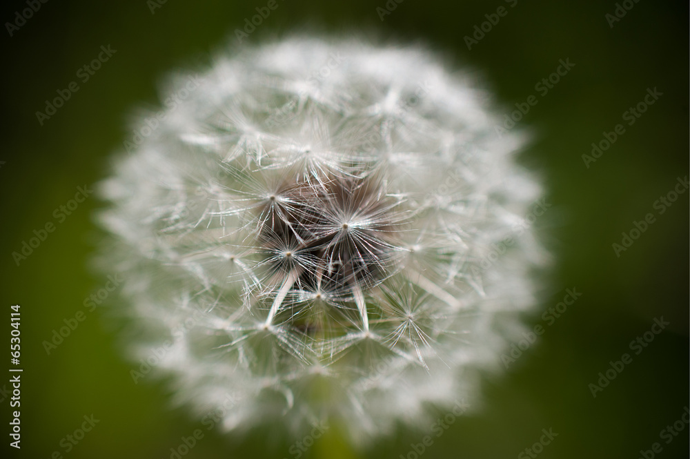 Fototapeta premium Dandelion / Dandelion
