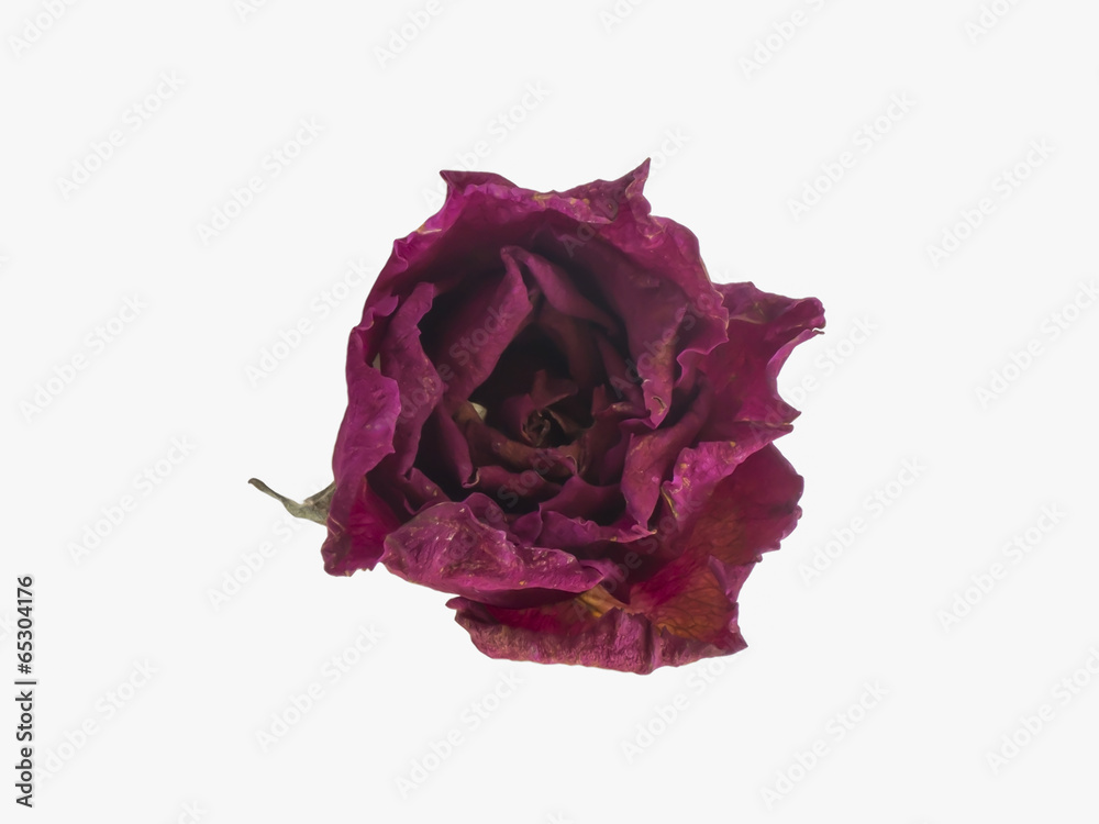 Closed up dried pink roses Closed up dried pink roses