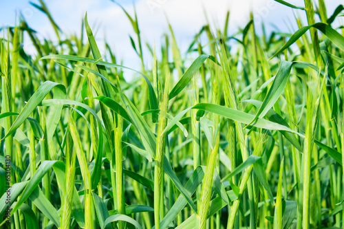 Corn Young Green Plants