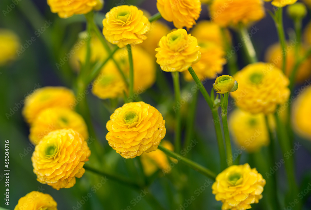 The yellow flowers of Ranunculus acris “flore pleno”. The yellow flowers of Ranunculus acris “flore pleno”.