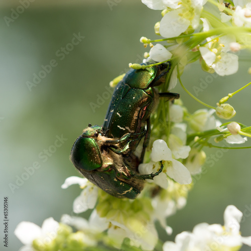 Two green rose chafer mate on flowers in the garden.