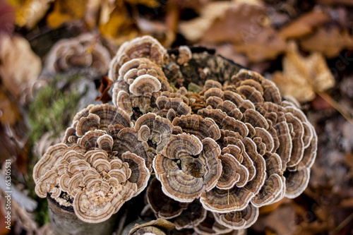 Texture of Turkey Tail mushroom on the tree stub