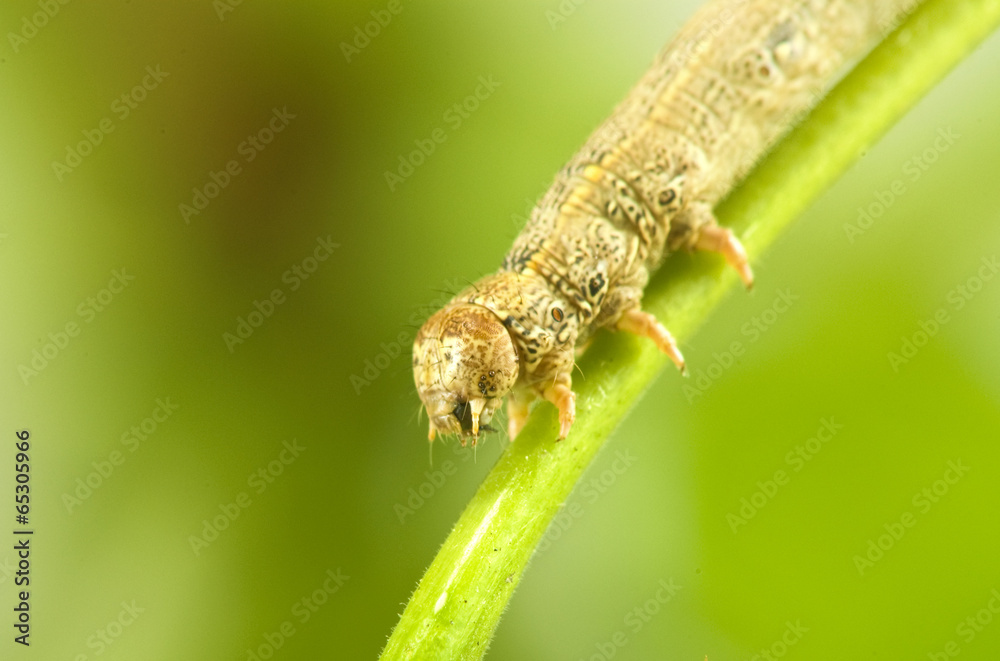 image of caterpillar on a branch on a green background