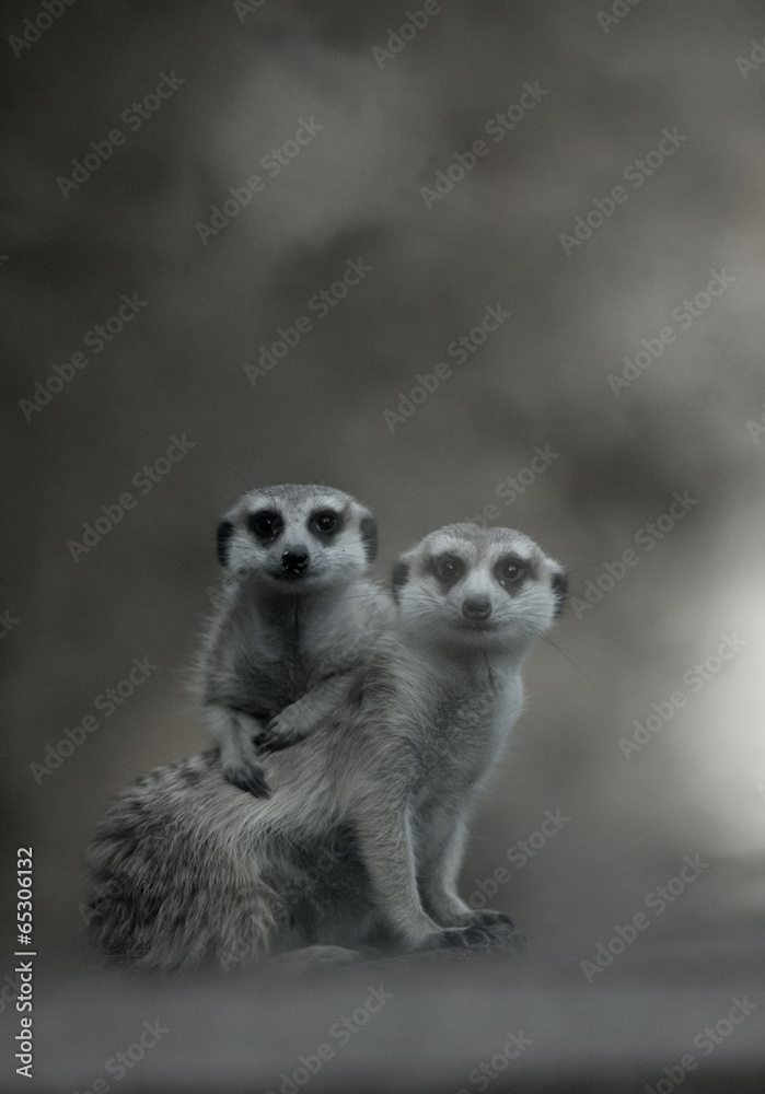 Obraz premium Two cute meerkats playing together (B&W picture)