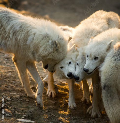 Pack of white arctic wolves playing together