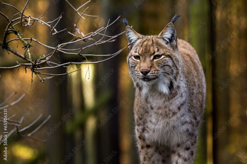 Fototapeta premium Close-up portret ryś euroazjatyckiego w lesie (Lynx lynx)