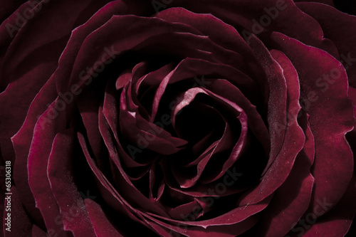 rose, dark red, macro