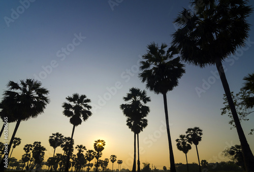 Palm in tropical forest during sunset.