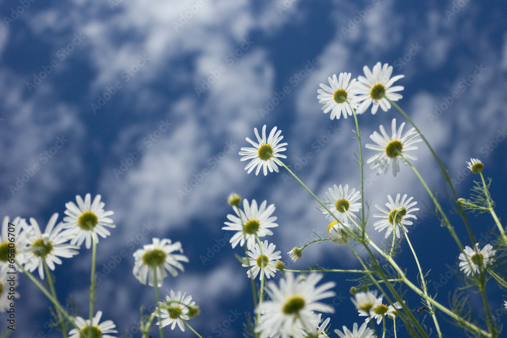 Chamomile flowers against the blue sky on a lovely sunny day