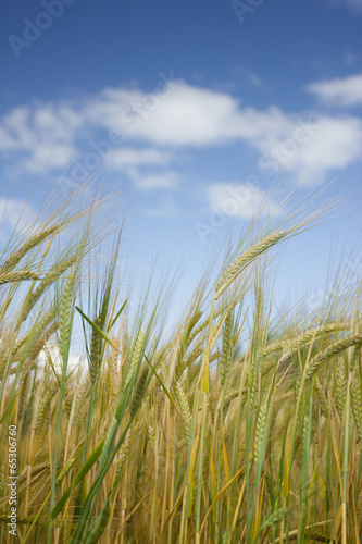 Ears of cob: Barley field against the blue sky