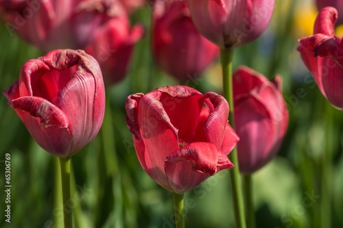 Rote Tulpen